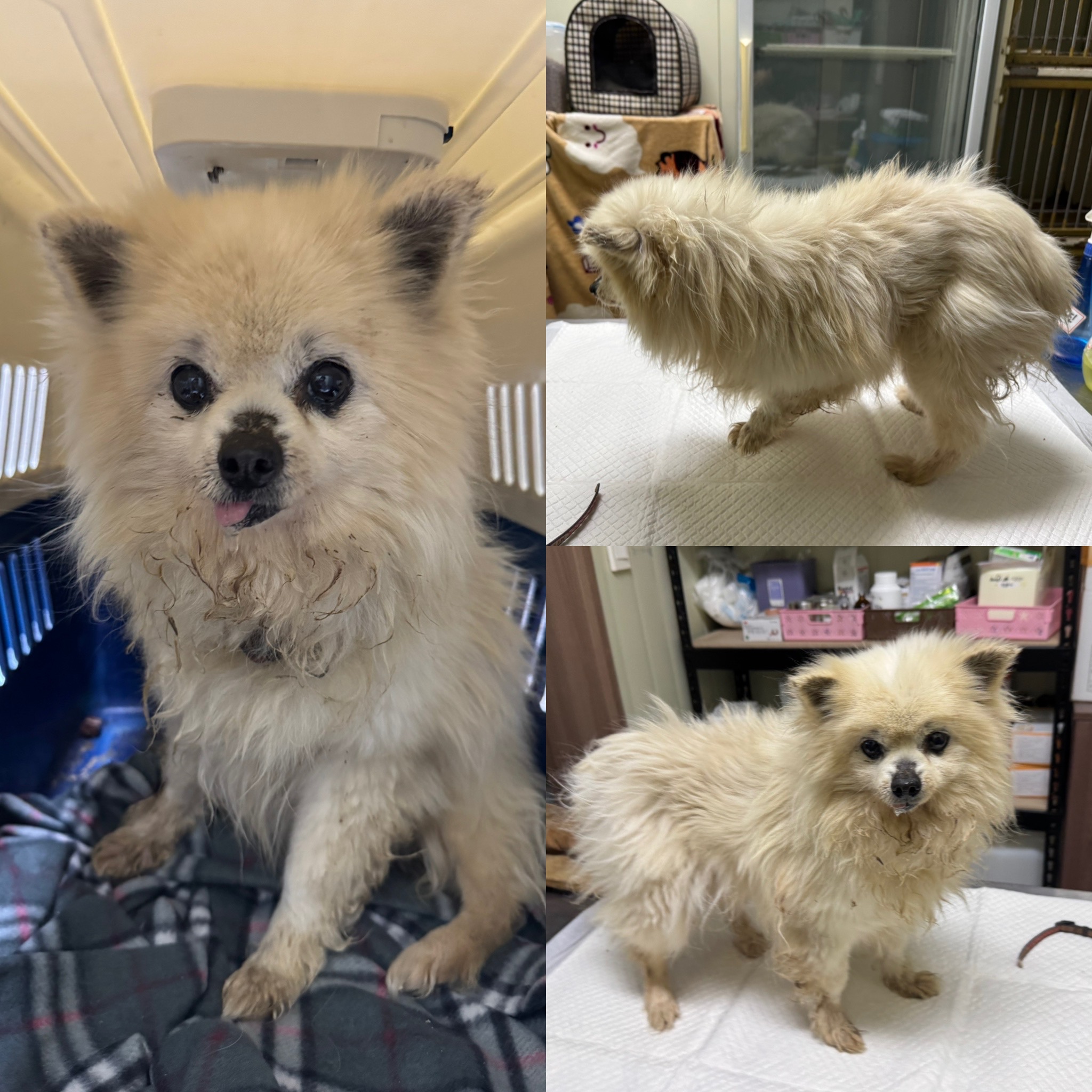 당진시동물보호소_444568202500172